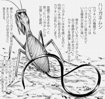 大巨蟲列島